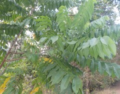 Dysoxylum mollissimum