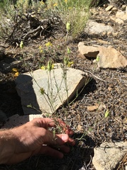 Cordylanthus eremicus kernensis