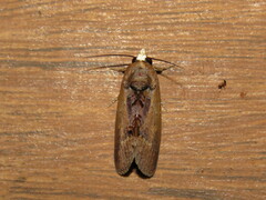 Gonodonta paraequalis