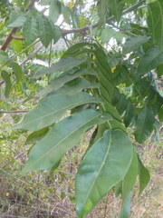Dysoxylum mollissimum