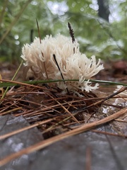 Clavulina coralloides