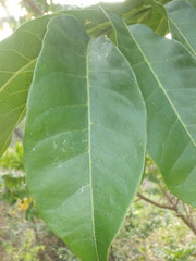 Dysoxylum mollissimum