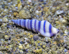 Daphnella