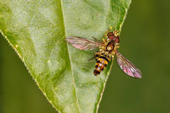 Toxomerus occidentalis