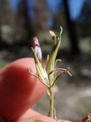 Cordylanthus eremicus kernensis