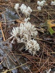 Clavulina coralloides