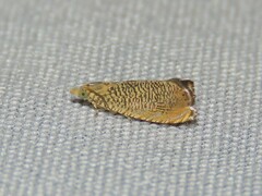 Dichrorampha chloantha