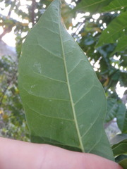 Dysoxylum mollissimum