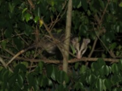 Didelphis albiventris