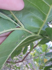 Dysoxylum mollissimum