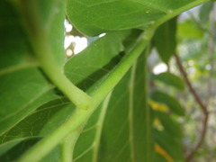 Dysoxylum mollissimum