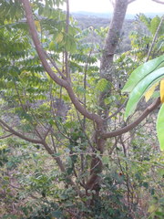 Dysoxylum mollissimum