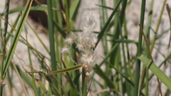 Digitaria californica