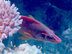 Sargocentron spiniferum