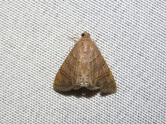 Eulepidotis caeruleilinea