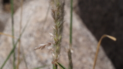 Digitaria californica