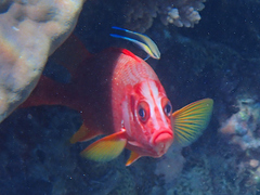 Sargocentron spiniferum