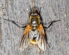 Mesembrina decipiens