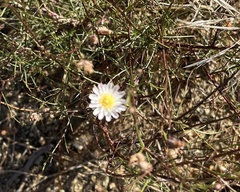 Malacothrix saxatilis