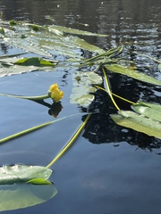 Nuphar sagittifolia