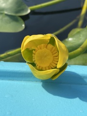 Nuphar sagittifolia