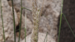Digitaria californica