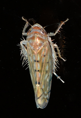 Osbornellus auronitens
