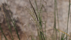 Digitaria californica