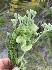Carphephorus corymbosus
