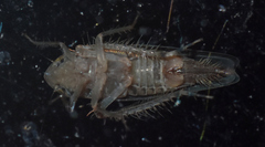 Osbornellus auronitens