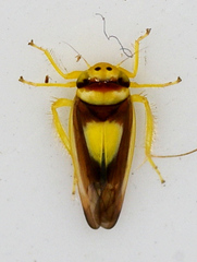 Colladonus clitellarius