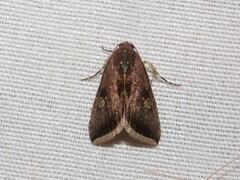 Micrathetis canifimbria