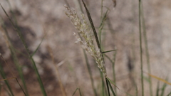 Digitaria californica