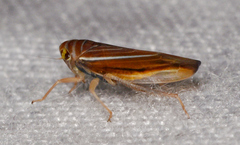 Idiodonus kennicotti