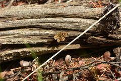 Epelis truncataria