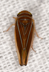 Idiodonus kennicotti