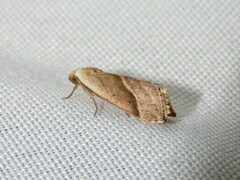 Micrathetis dasarada