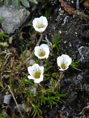 Cherleria arctica