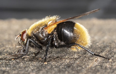 Mesembrina decipiens