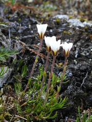 Cherleria arctica