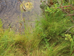 Carex cusickii