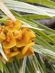 Callistachys lanceolata