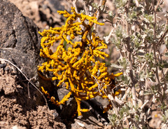 Phoradendron juniperinum