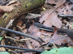 Aspidomorphus muelleri