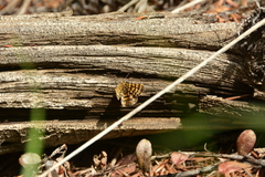 Epelis truncataria