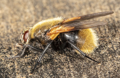 Mesembrina decipiens