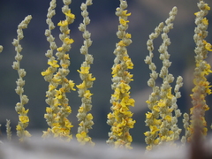 Verbascum undulatum