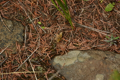 Epelis truncataria