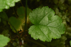 Pectiantia pentandra