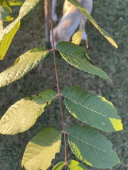 Juglans nigra